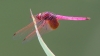 J17_2998 Trithemis aurora male